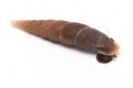 Oospira umbratica Cuc Phuong, Vietnam
